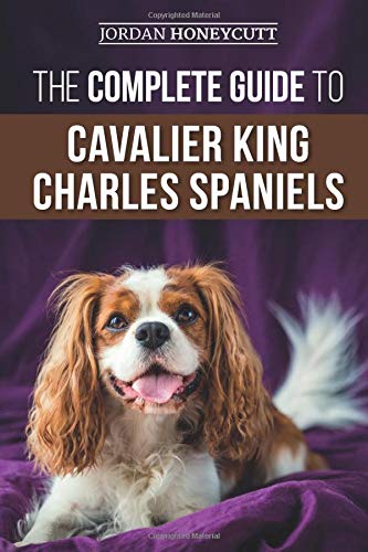 royal flush cavalier king charles top breeder, expert and author