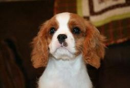cavalier puppies for sale massachusetts new england
