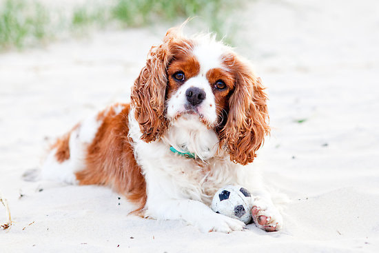 Cavalier King Charles Spaniel Puppies For Sale ... MARYLAND | MASSACHUSETTS NEW HAMPSHIRE | NEW JERSEY | NEW YORK | RHODE ISLAND  | CONNECTICUT | FLORIDA | CAPE COD | NEW ENGLAND